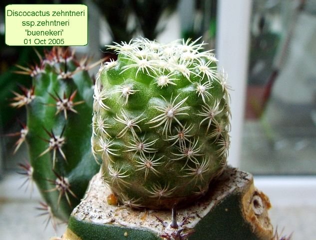 Discocactus _zehntneri _ssp.zehntneri 'buenekeri' 04